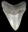 Serrated Megalodon Tooth - Georgia #52406-1